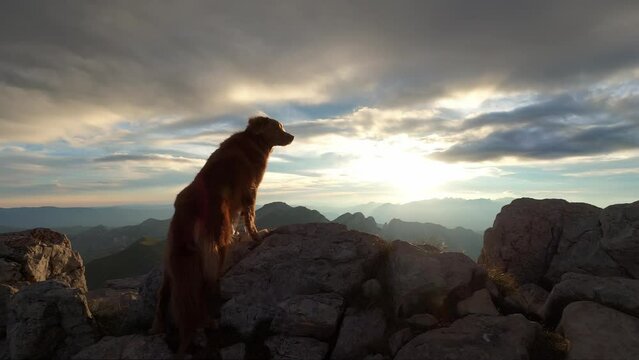 Nova Scotia Tolling Retriever dog stands on a mountain top. Outdoor adventure. Travel to durmitor national park in montenegro.