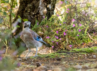 Colourful Jay, corvid shy bird in the woodland