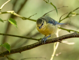 Blue tit small bird perched on a branch eating a seed in the woodland