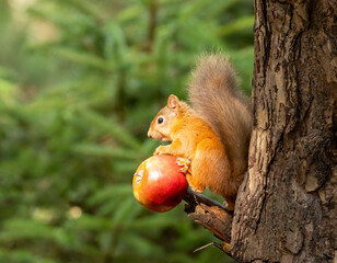 Cute scottish red squirrel in the woodland eating a tasty red apple on a branch of a tree in the sunshine in the woodland