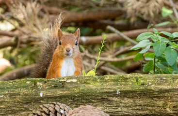 Cute little scottish red squirrel foraging and looking for food on the forest floor with curious face 