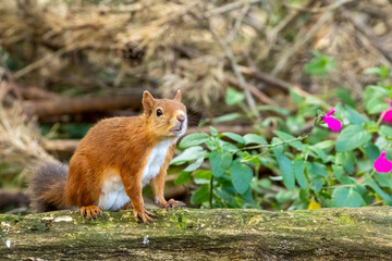 Cute little scottish red squirrel foraging and looking for food on the forest floor with curious face 