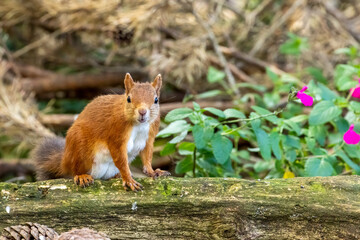 Cute little scottish red squirrel foraging and looking for food on the forest floor with curious face 