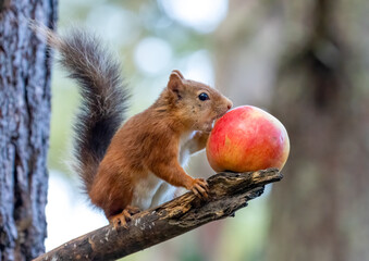 Cute little Scottish red squirrel eating a tasty red apple on the branch of a tree in the woodland
