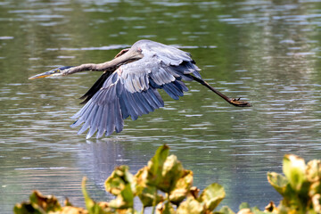 great heron in flight
