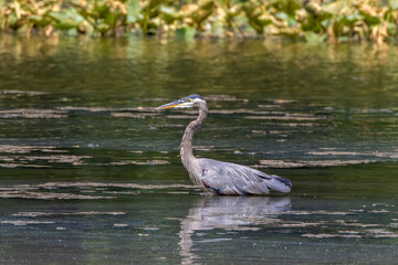 great blue heron