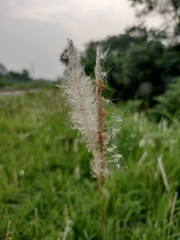 Fototapeta premium Pretty catkin or kashful under the open sky. 