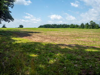 Fototapeta na wymiar farmland meadow on a sunny day