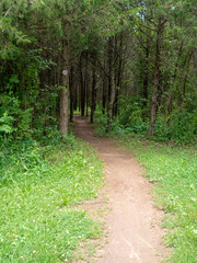 hiking trail on a spring day in the park