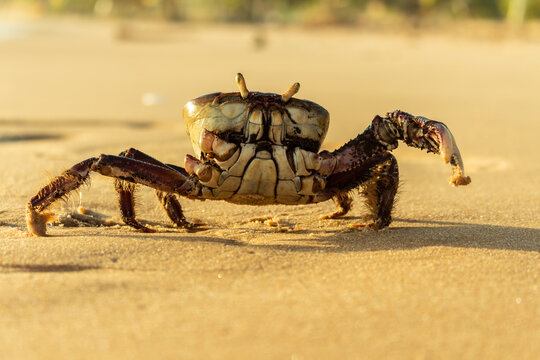 Brave crab without one leg on the beach at sunrise. 