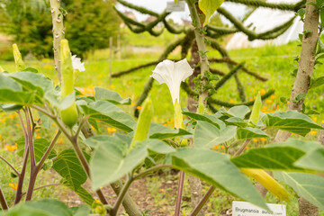Pricklyburr or Datura Innoxia plant in Zurich in Switzerland