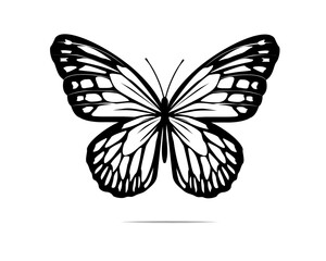 butterfly illustration