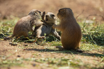 Black-tailed prairie dog (Cynomys ludovicianus)