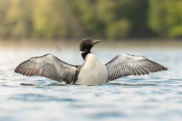 Moment of the Breach. Common Loon (Gavia immer) adult wings stretched before flapping, exercising...