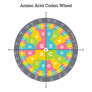Amino Acid Codon Table genome sciences vector graphic
