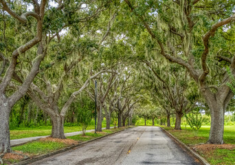 Fototapeta na wymiar Live Oak tree lined Rand Blvd in Sarasota Florida USA