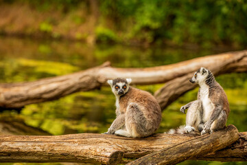 Ring-tailed lemur (Lemur catta) Berlin zoo