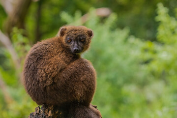 red-fronted brown lemur with long beautiful tail