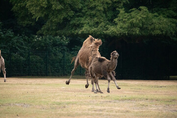 beautiful camels in Berlin Zoo