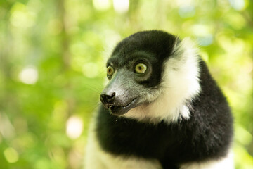 Black and white Ruffed Lemur closeup