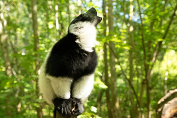 Black and white Ruffed Lemur closeup