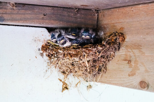 Nest with hungry bird chicks, on a roof ledge.