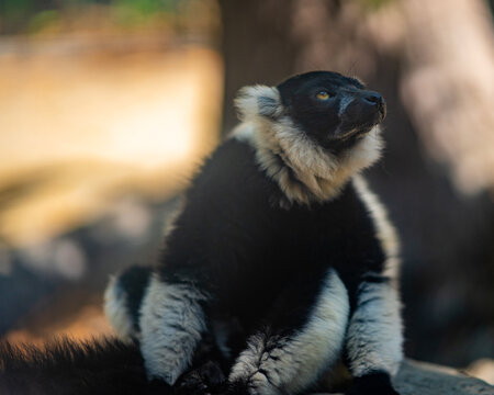 Wild animals in a zoo 
