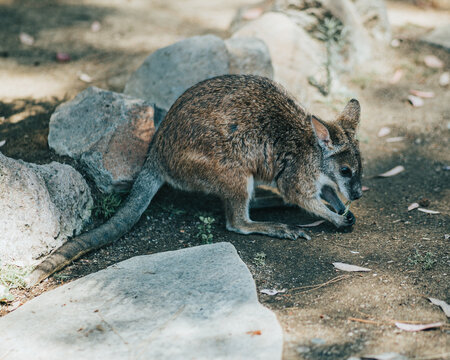 Wild animals in a zoo 