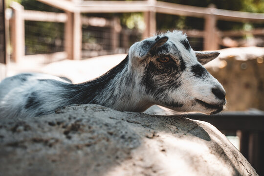 Wild animals in a zoo 