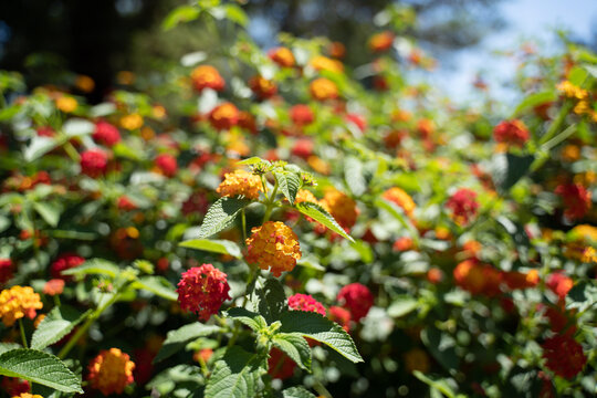 Pretty Summer Flowers Spring