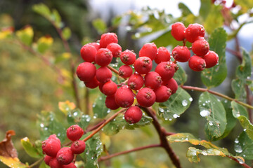 red berries on a bush