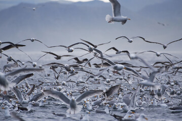 Thick flock of seagulls swarming over Arctic Ocean in the mouth of Kamoyfjorden in Northern Norway in feeding frenzy catching capelin from the surface of the ocean.