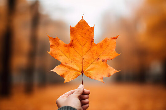 Close-up view of a maple leaf on a hand. Autumn background