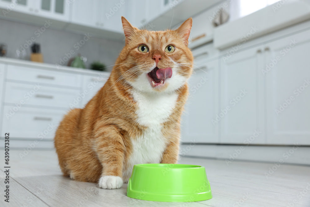 Sticker cute ginger cat near feeding bowl in kitchen. space for text