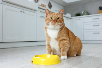 Cute ginger cat near feeding bowl in kitchen. Space for text