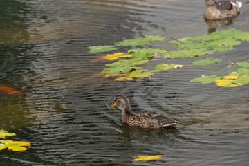 Ducks at Roger Stevens Pond, University of Leeds, United Kingdom
