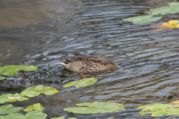 Ducks at Roger Stevens Pond, University of Leeds, United Kingdom