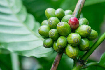 Lao Coffee, Paksong, pictures of ripe coffee beans ready to be harvested at an organic coffee farm. Fresh coffee from the farm