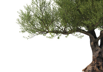 ForegroundMulti-shaped olive tree on transparent background