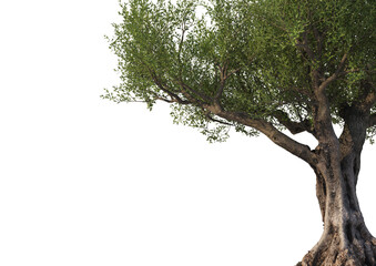 ForegroundMulti-shaped olive tree on transparent background