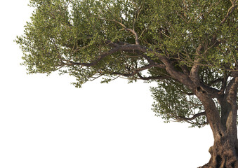ForegroundMulti-shaped olive tree on transparent background