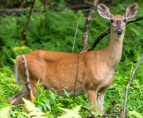 A mature white tail doe deer in the woods with a blurred background in Warren County, Pennsylvania, USA on a sunny summer day
