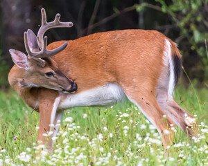 A mature white tail buck still with velvet on his antlers deer in the woods with a blurred background in Warren County, Pennsylvania, USA on a sunny summer day