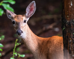 A mature white tail doe deer in the woods with a blurred background in Warren County, Pennsylvania, USA on a sunny summer day