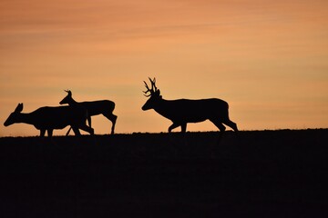 Whitetail Mule Deer Buck and Doe in Rut with Sunset in a Field in Texas