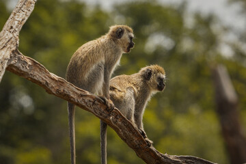 Safari in Lake Manyara, Tanzania