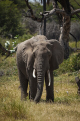 Fototapeta premium Safari in Lake Manyara, Tanzania