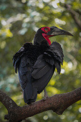 Safari in Lake Manyara, Tanzania