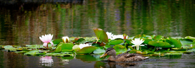 Ducks at Roger Stevens Pond, University of Leeds, United Kingdom