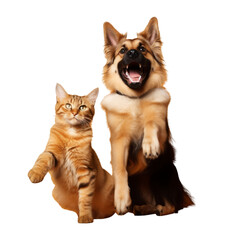 A dog and a cat posing together for a picture